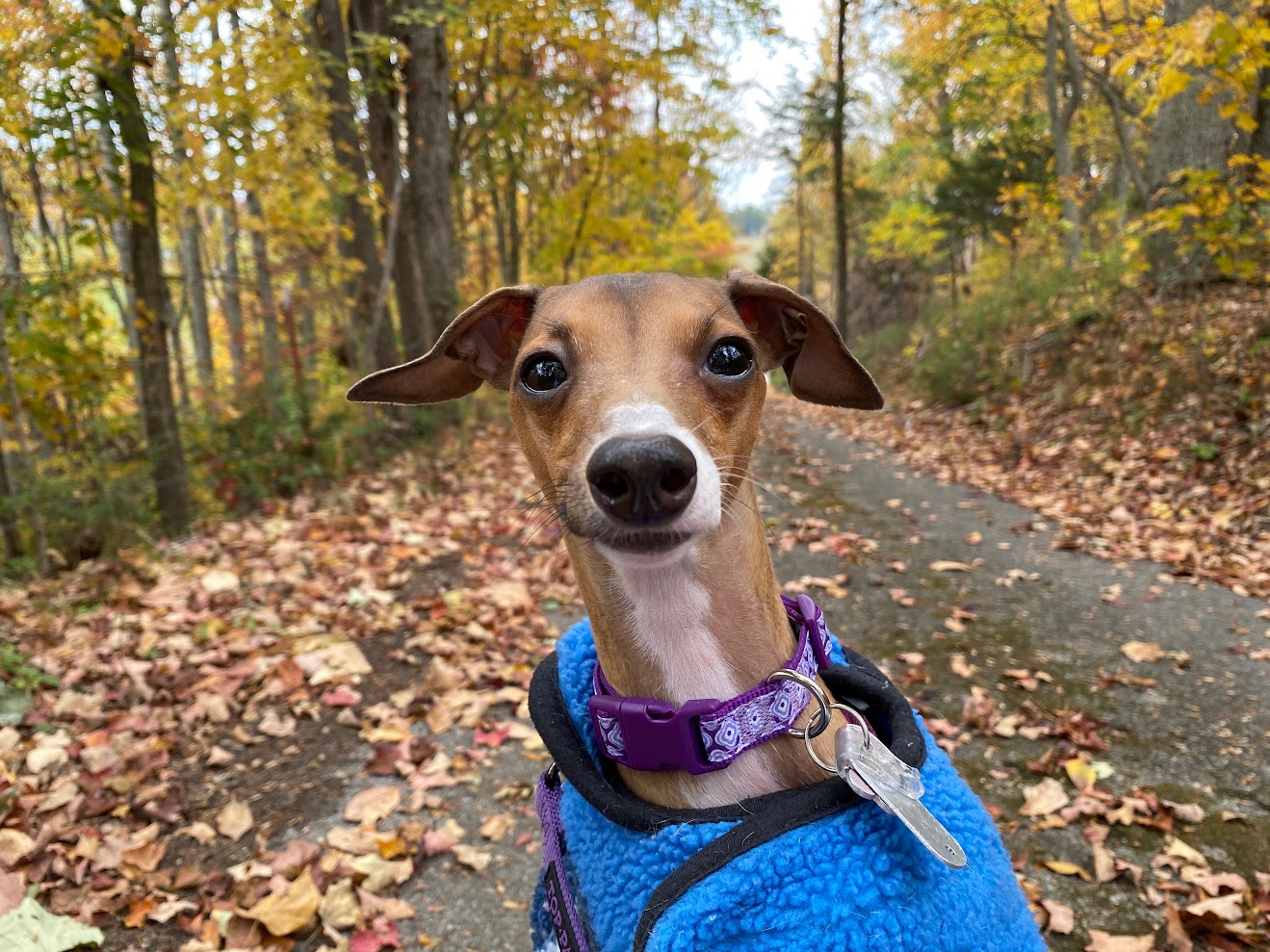 Sadie, a fawn-and-white Italian Greyhound in a blue fleece jacket and purple collar, sitting on a leaf-covered path in the autumn woods
